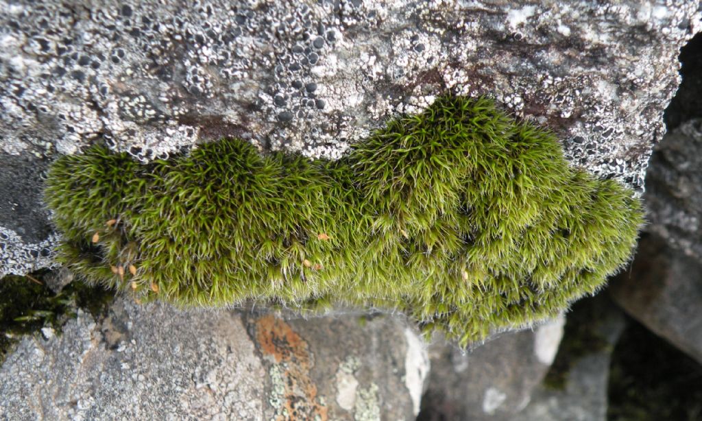 Grimmia sp dalla Val d''Aosta